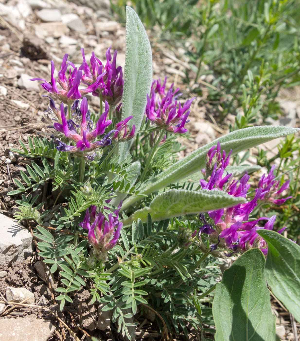 Изображение особи Astragalus onobrychis.