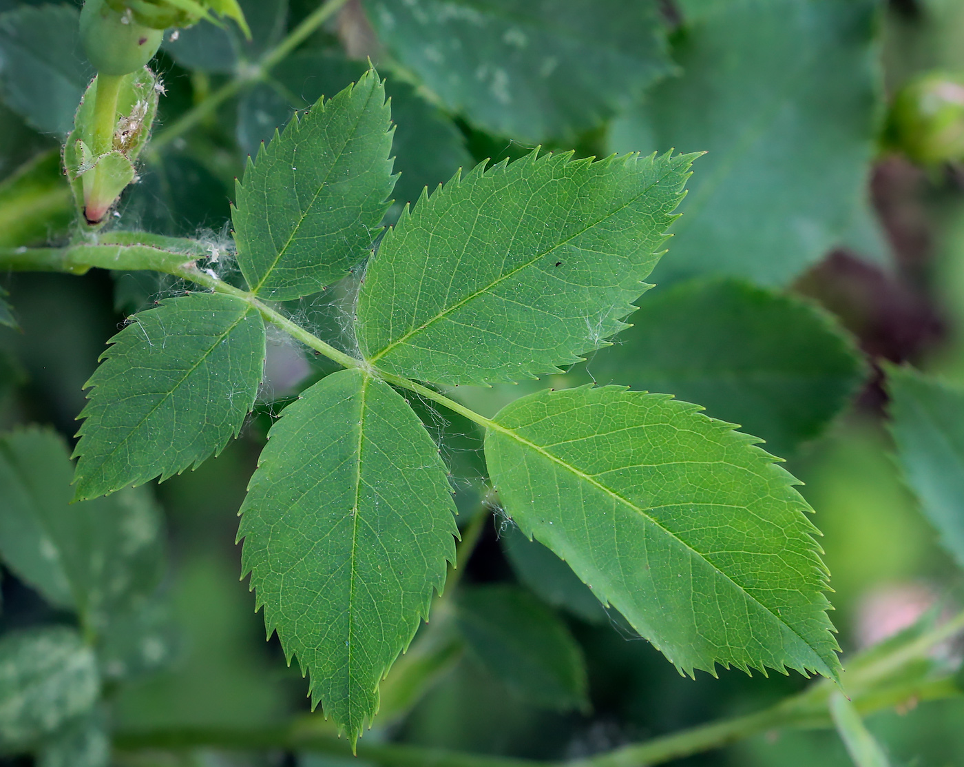 Image of genus Rosa specimen.