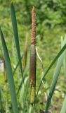 Typha