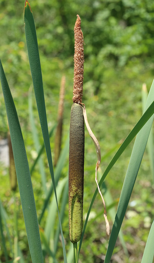 Изображение особи Typha latifolia.