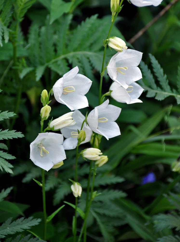 Image of Campanula persicifolia specimen.