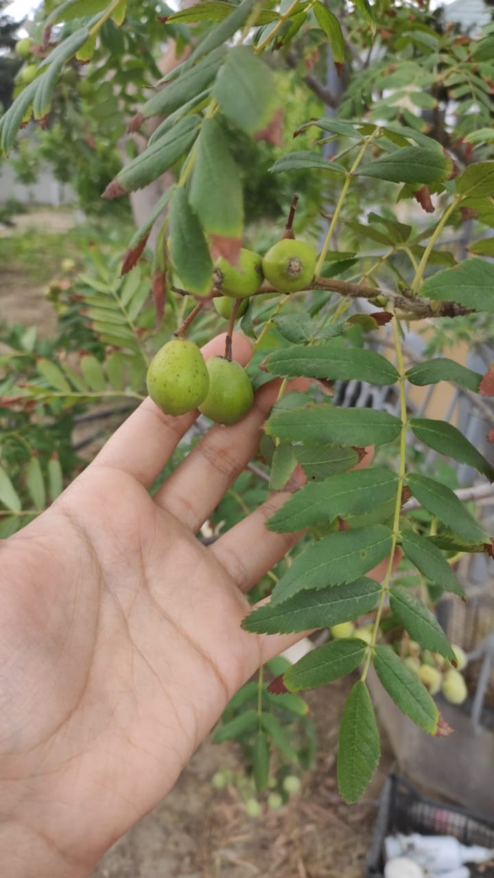 Image of Sorbus domestica specimen.