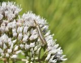 Eupatorium lindleyanum