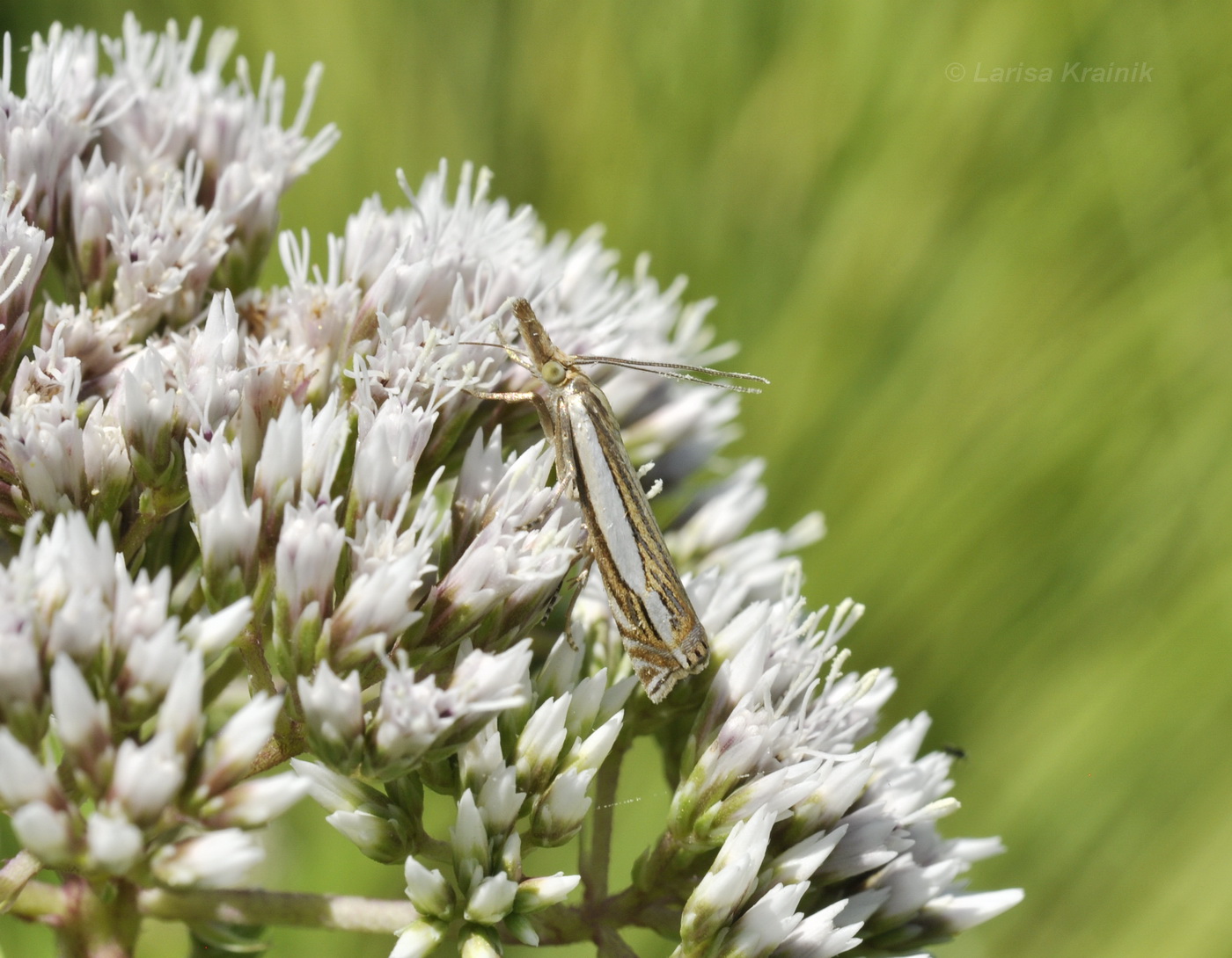 Image of Eupatorium lindleyanum specimen.