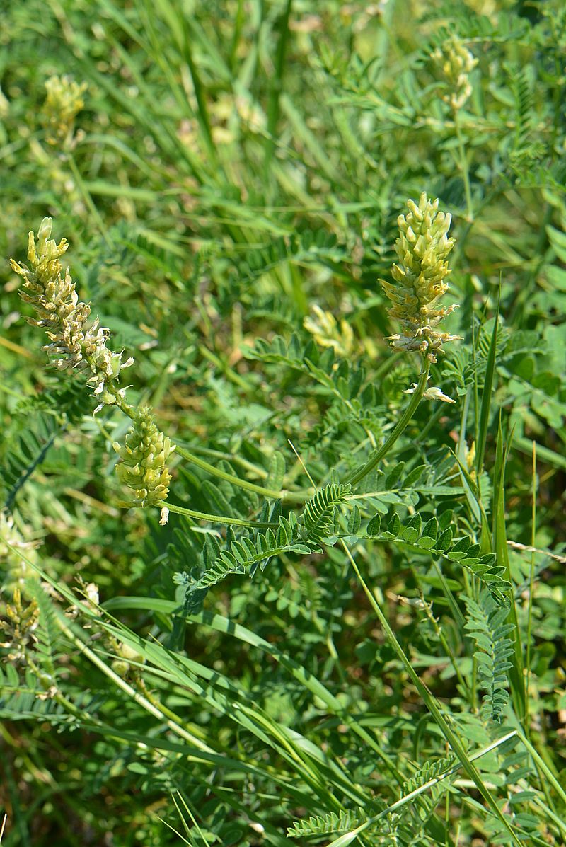 Изображение особи Astragalus cicer.