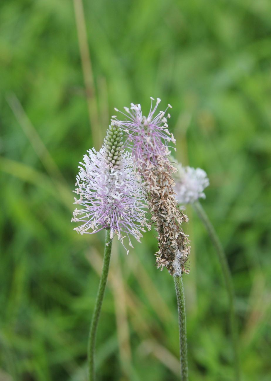 Image of Plantago media specimen.