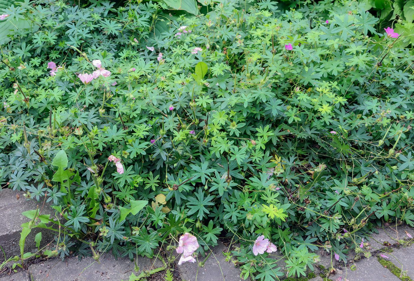 Изображение особи Geranium sanguineum.