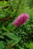 Spiraea × billardii. Верхушка побега с соцветием. Новгородская обл., Окуловский р-н, окрестности дер. Заручевье, бывшая усадьба \"Матвейково\", в старом парке. 29.06.2007.