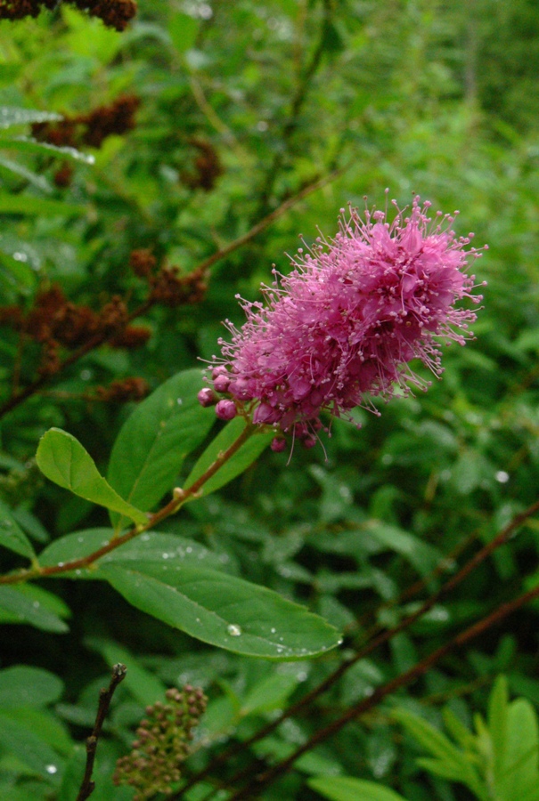 Image of Spiraea &times; billardii specimen.
