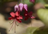 Clerodendrum × speciosum. Цветок. Испания, автономное сообщество Каталония, провинция Жирона, комарка Баш-Эмпорда, муниципалитет Палафружель, ботанический сад \"Кап-Роч\". 08.10.2020.