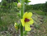 Verbascum adrianopolitanum