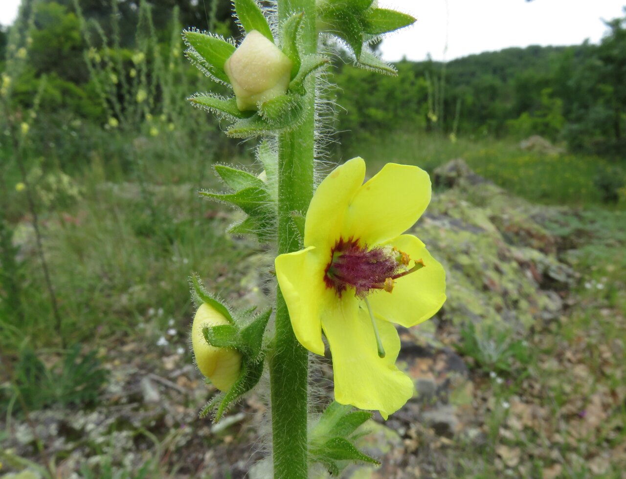 Image of Verbascum adrianopolitanum specimen.