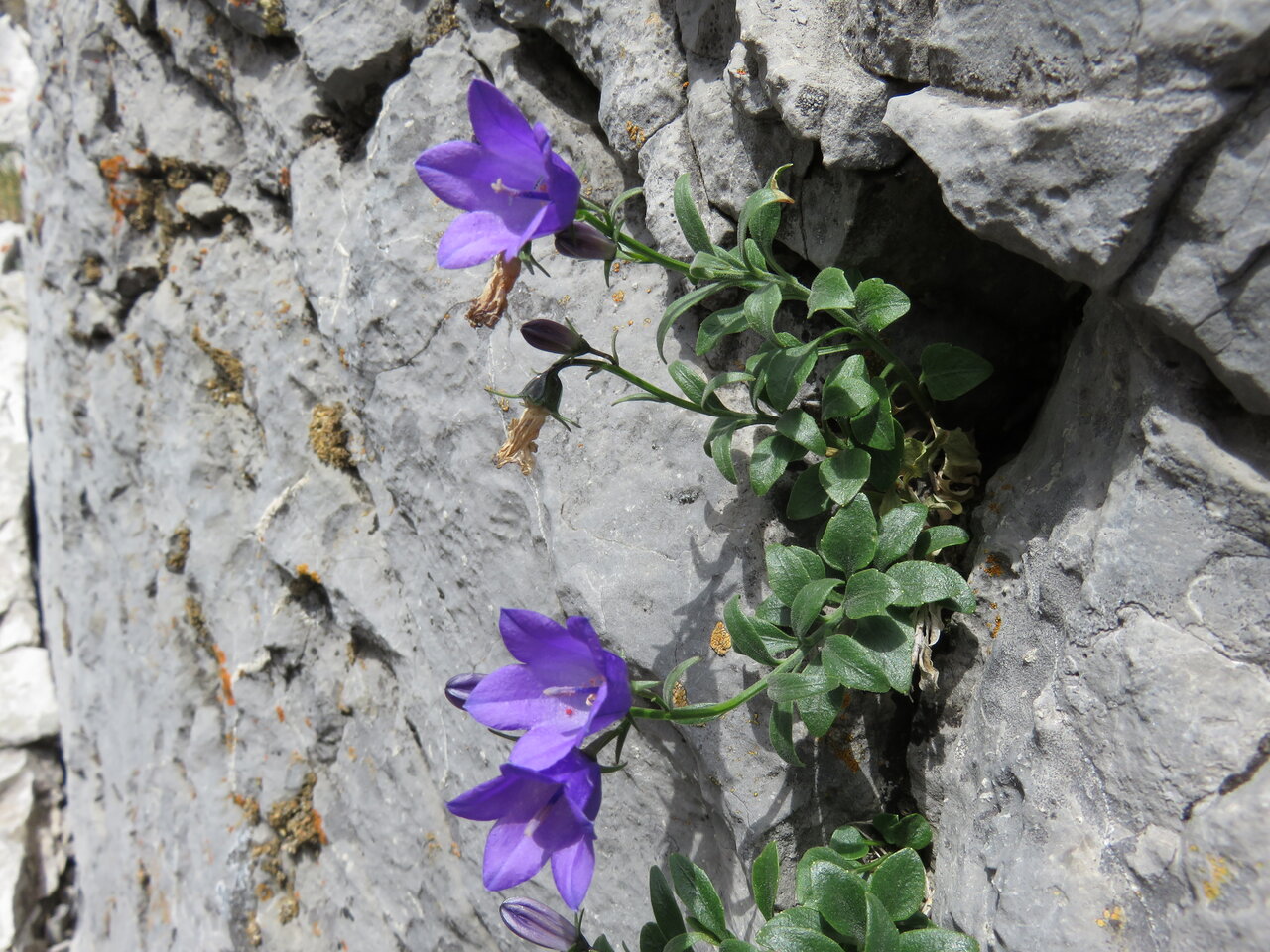 Image of Campanula nejceffii specimen.