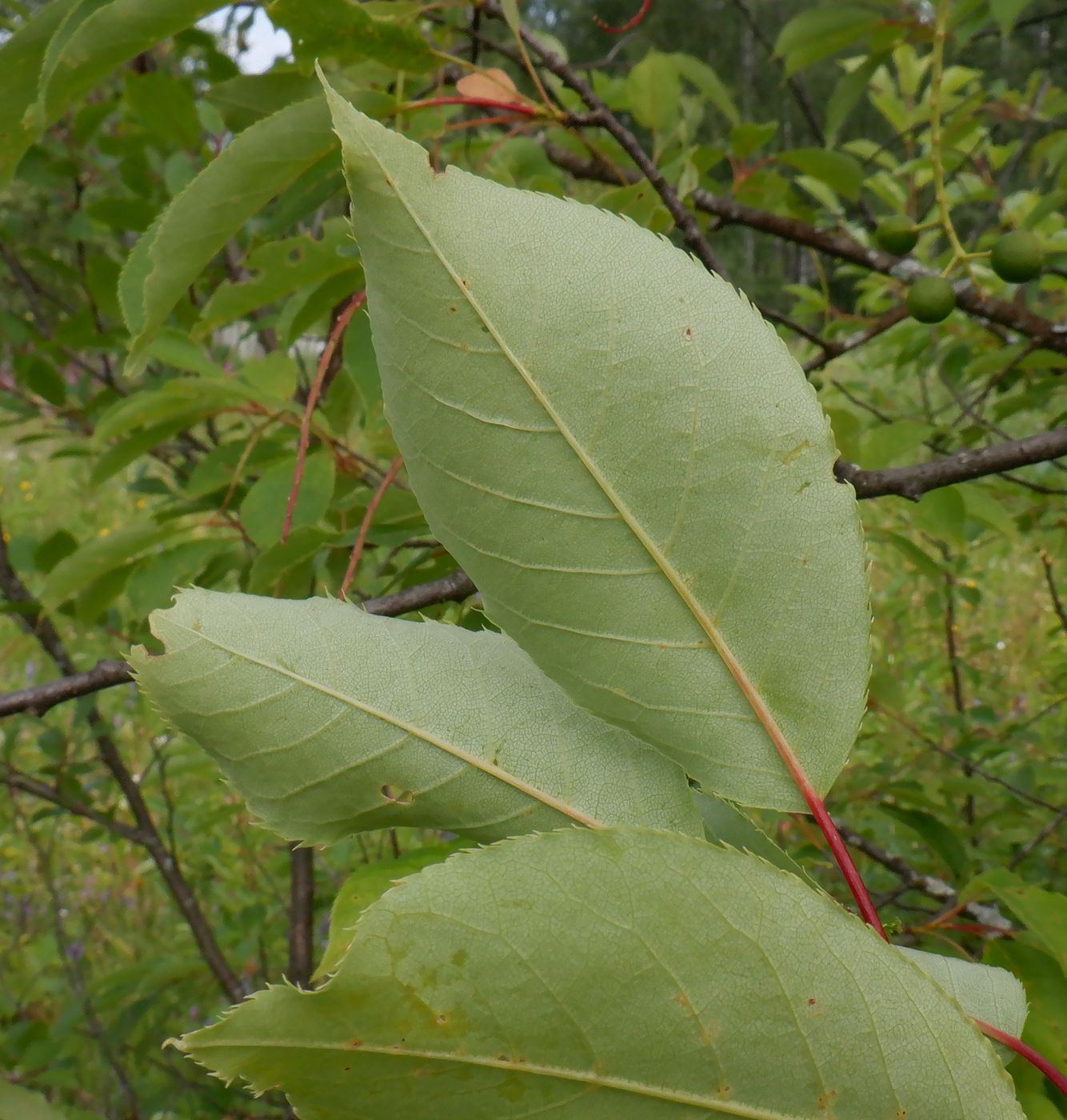 Изображение особи Padus virginiana.