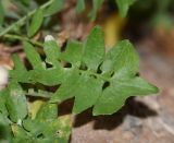 Sonchus tenerrimus