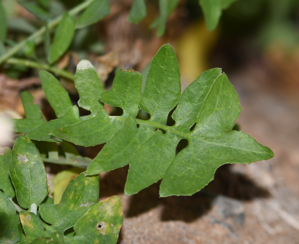 Image of Sonchus tenerrimus specimen.