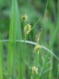 genus Carex. Верхушки цветущих растений. Иркутская обл., Иркутский р-н, р. Иркут, о. Беляева, влажный луг с редкими кустами ивы. 13.06.2020.