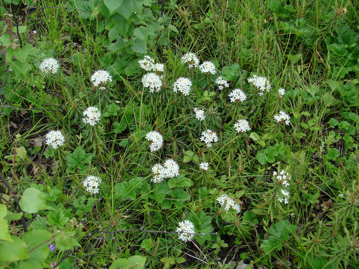 Image of Ledum palustre specimen.