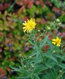 Hieracium umbellatum. Верхушка цветущего растения. Челябинская обл., Златоустовский гор. округ, хребет Уреньга, ≈ 1000 м н.у.м., поросший черничником каменистый склон. 25.07.2020.