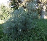 genus Salix