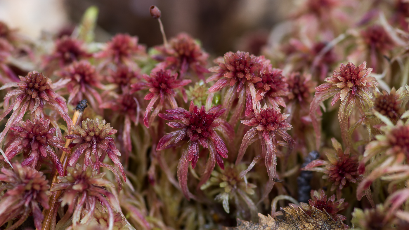 Image of genus Sphagnum specimen.