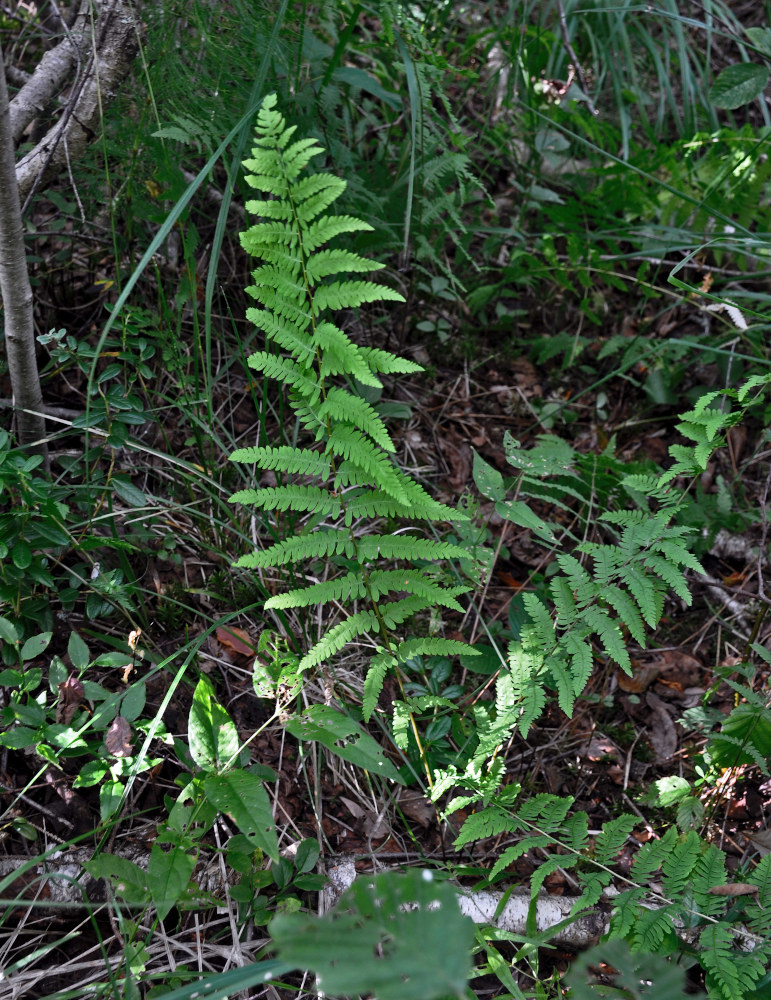 Изображение особи Thelypteris palustris.