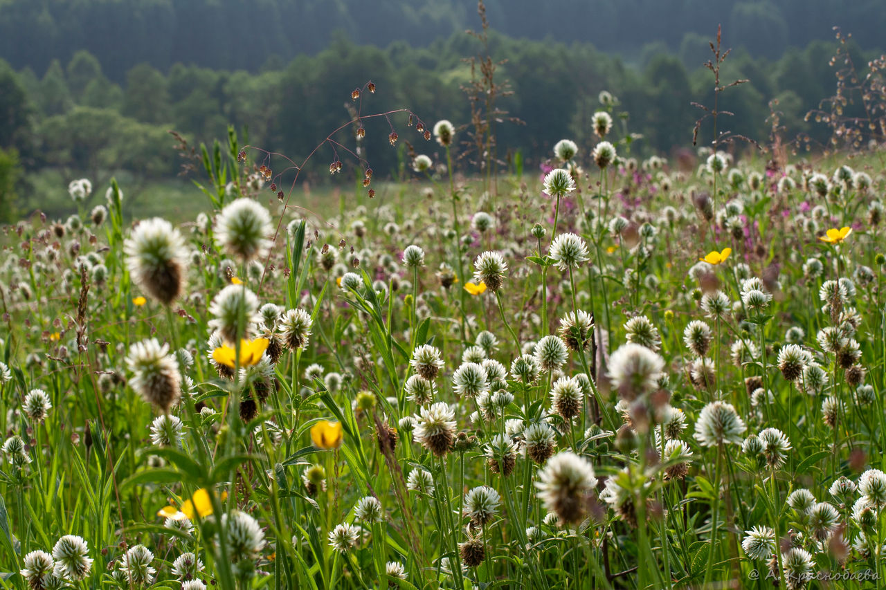 Изображение особи Trifolium montanum.