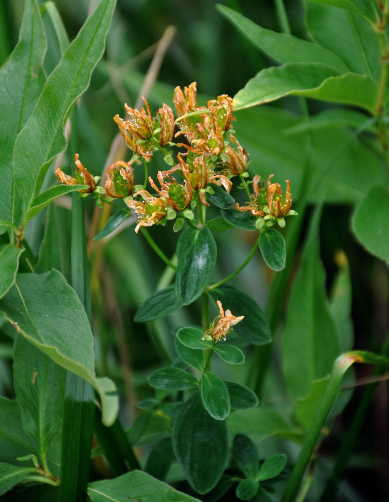 Изображение особи Hypericum maculatum.