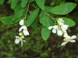 genus Exochorda. Верхушки побегов с соцветиями. Донецк, бот. сад. 01.05.2019.