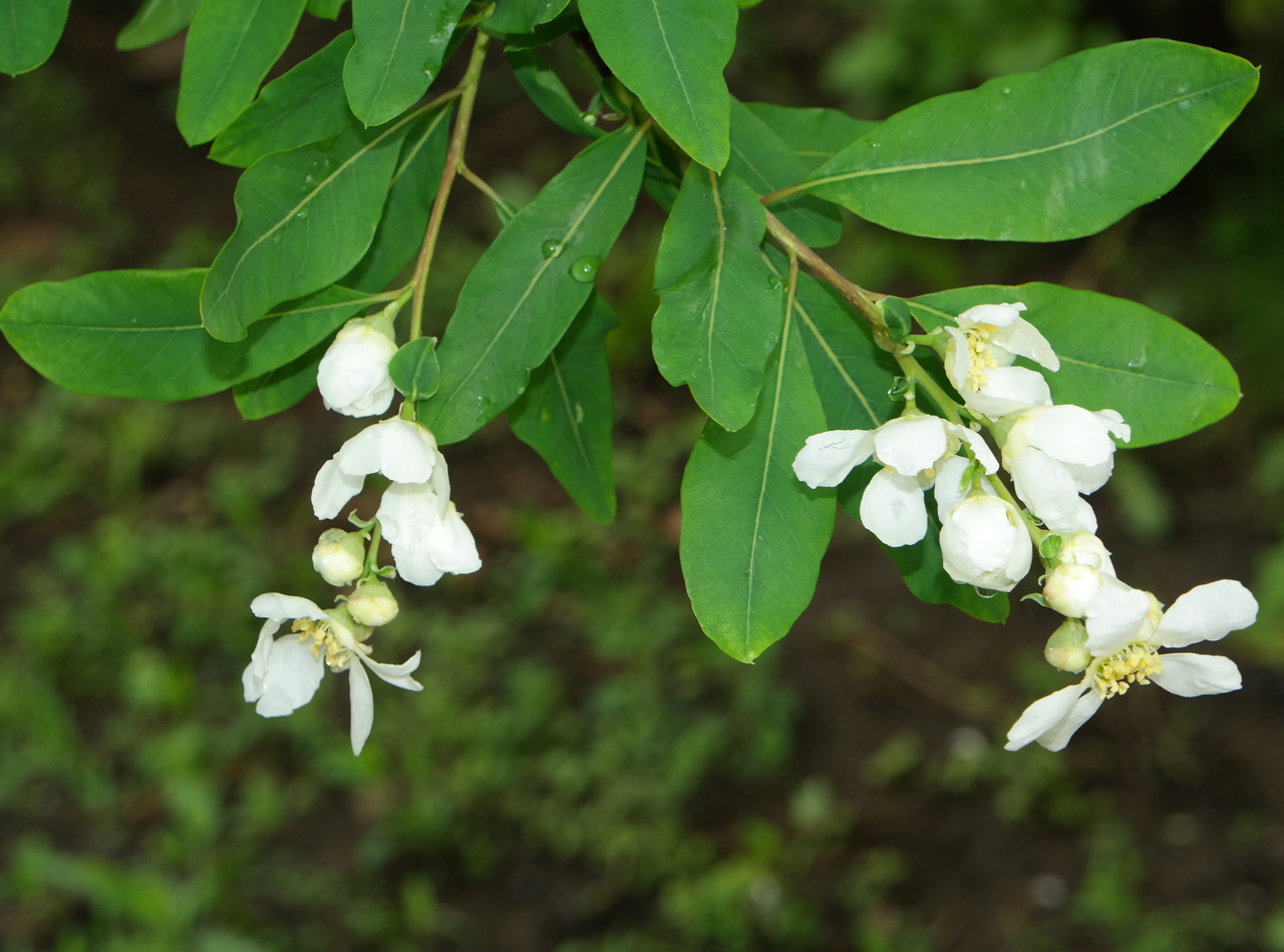 Изображение особи род Exochorda.