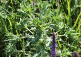 Eryngium campestre. Верхушка растения с развивающимися соцветиями. Краснодарский край, окр. г. Тихорецк, суходольный луг. 02.06.2019.