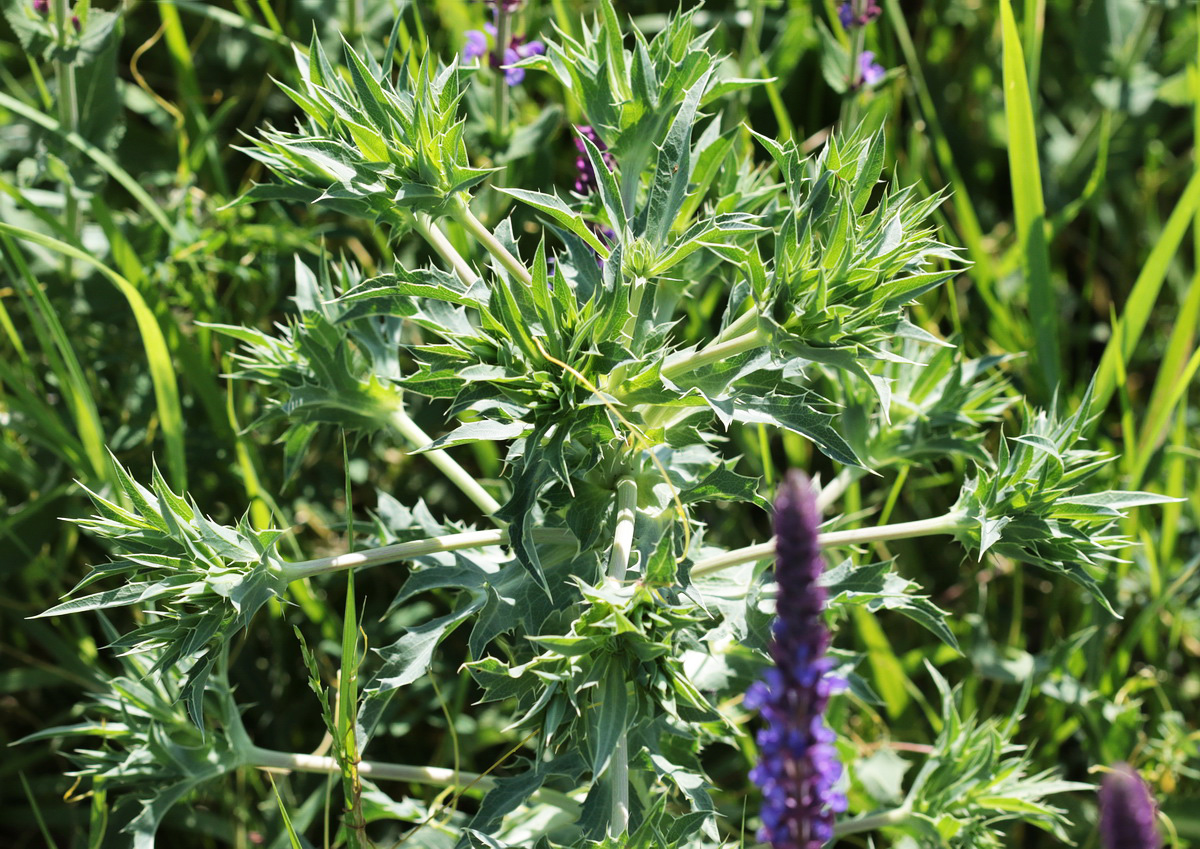 Изображение особи Eryngium campestre.