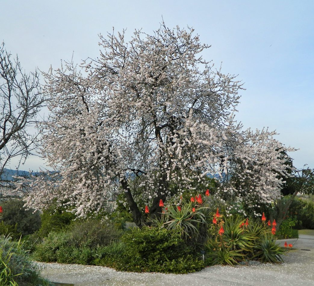 Image of Amygdalus communis specimen.