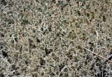 genus Cladonia