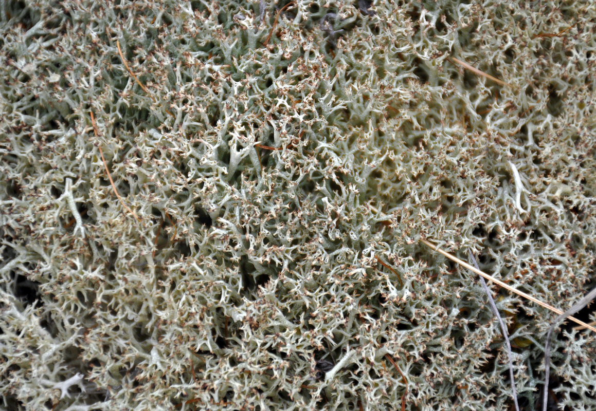 Изображение особи род Cladonia.