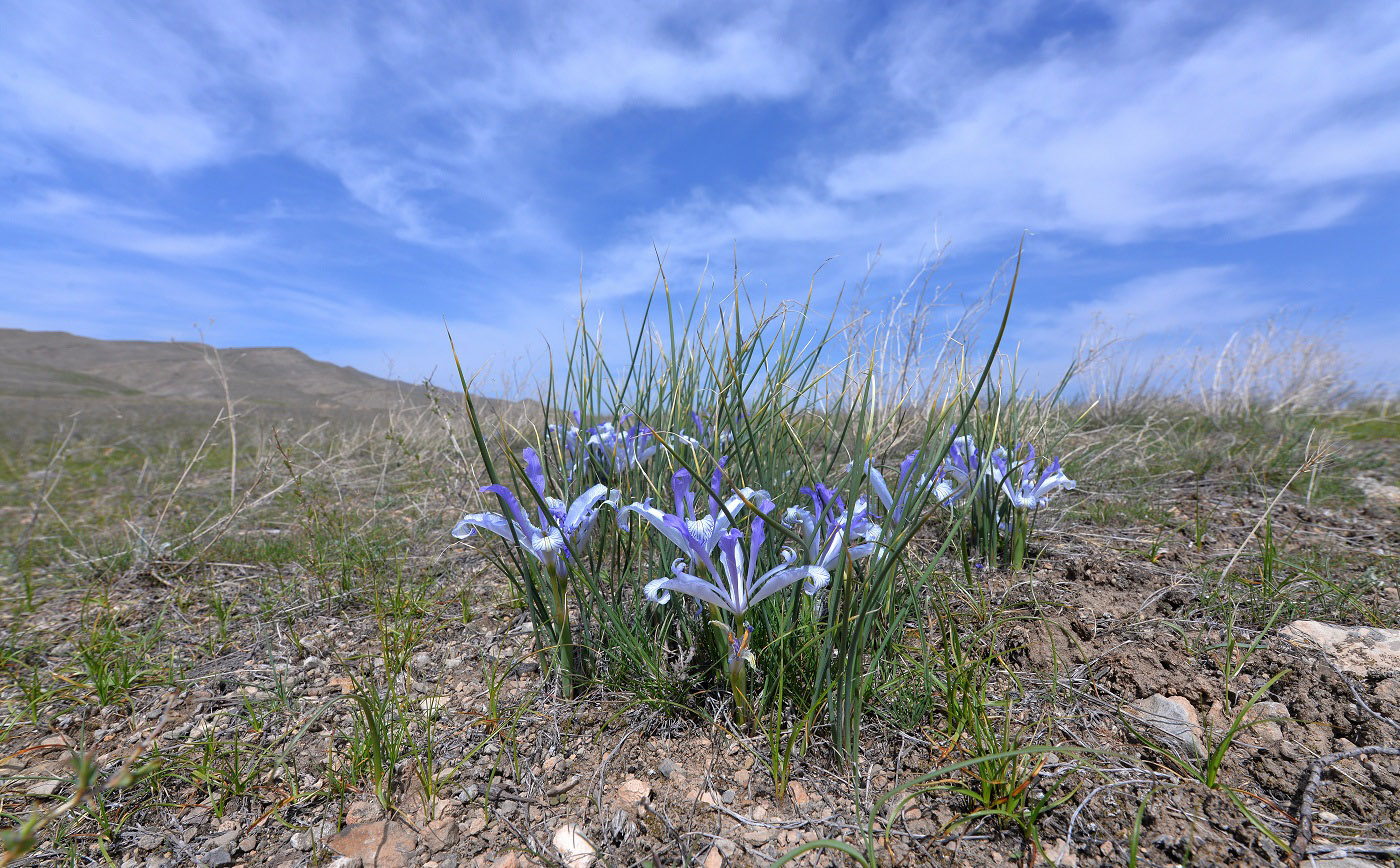 Image of Iris tenuifolia specimen.