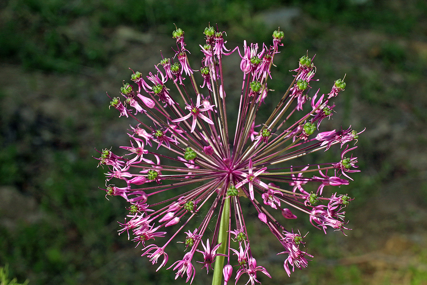 Image of Allium sarawschanicum specimen.