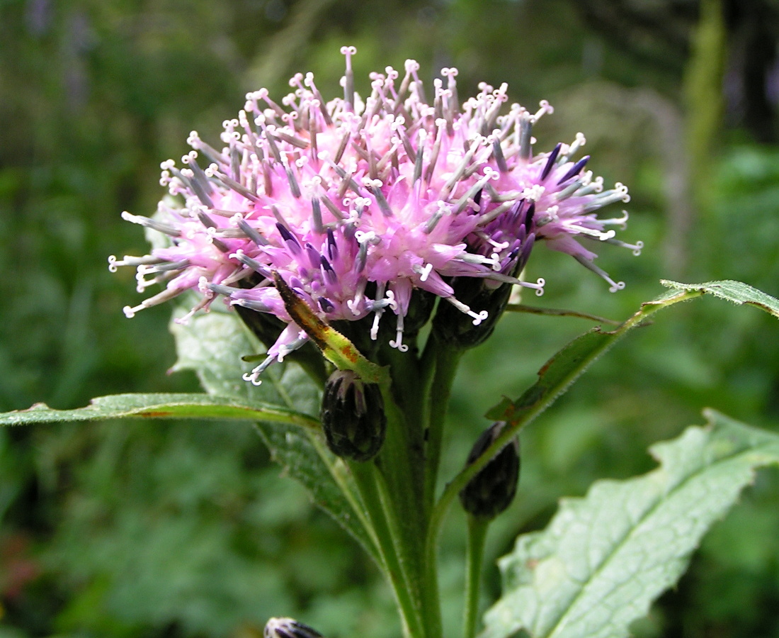 Image of Saussurea latifolia specimen.