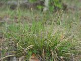 Carex ericetorum