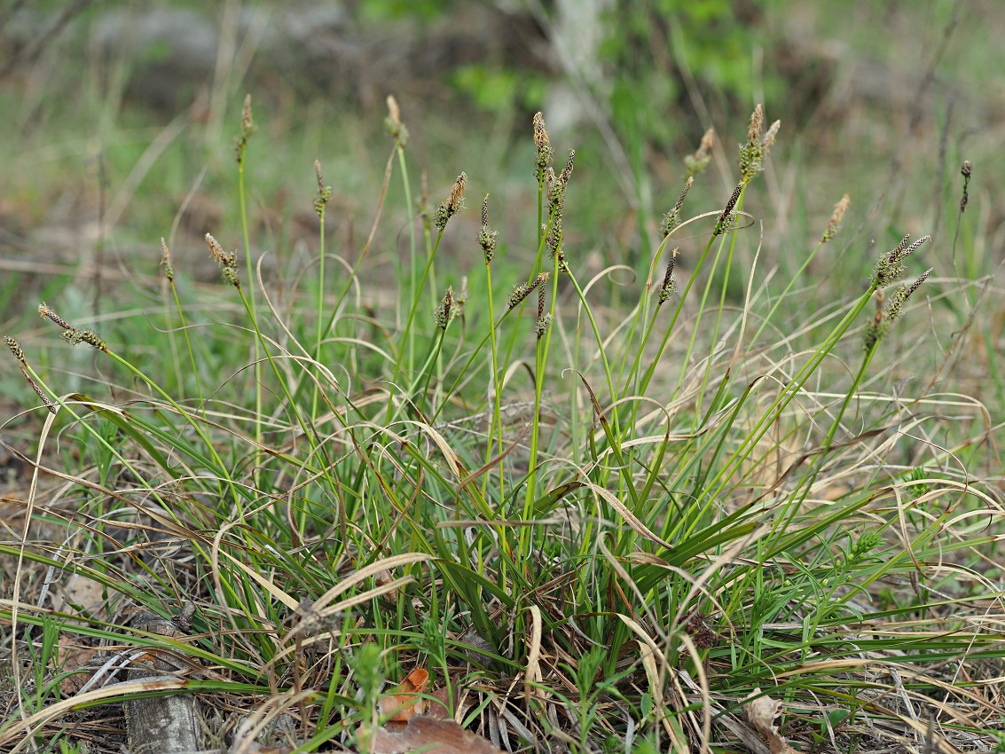 Изображение особи Carex ericetorum.