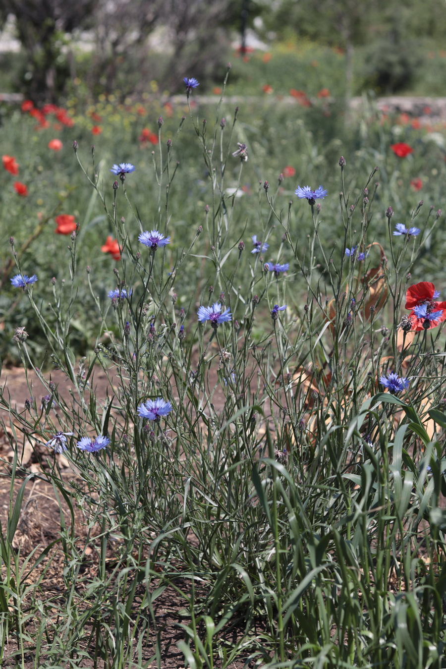 Изображение особи Centaurea cyanus.