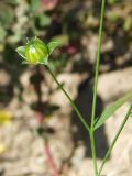 Linum usitatissimum