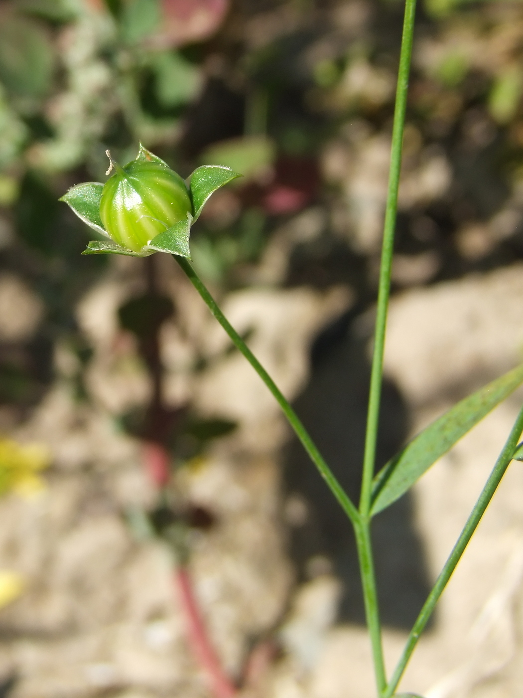 Image of Linum usitatissimum specimen.