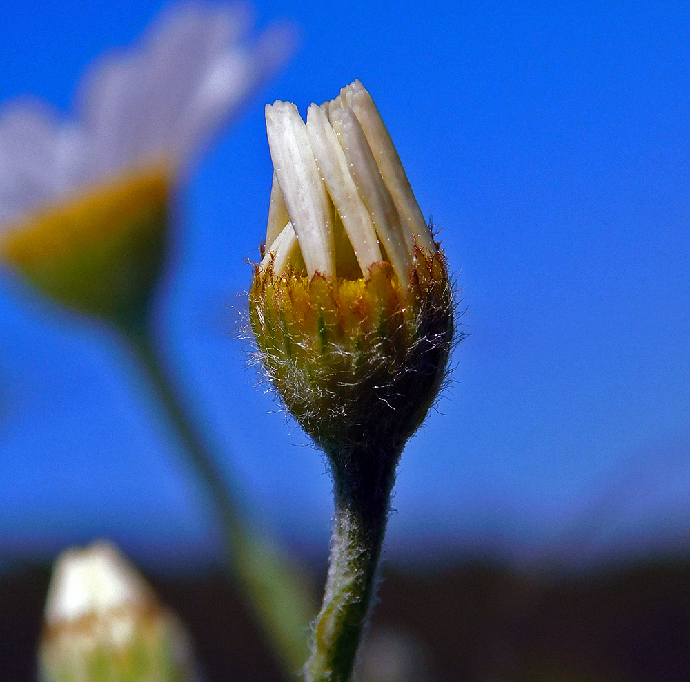 Image of Anthemis austriaca specimen.