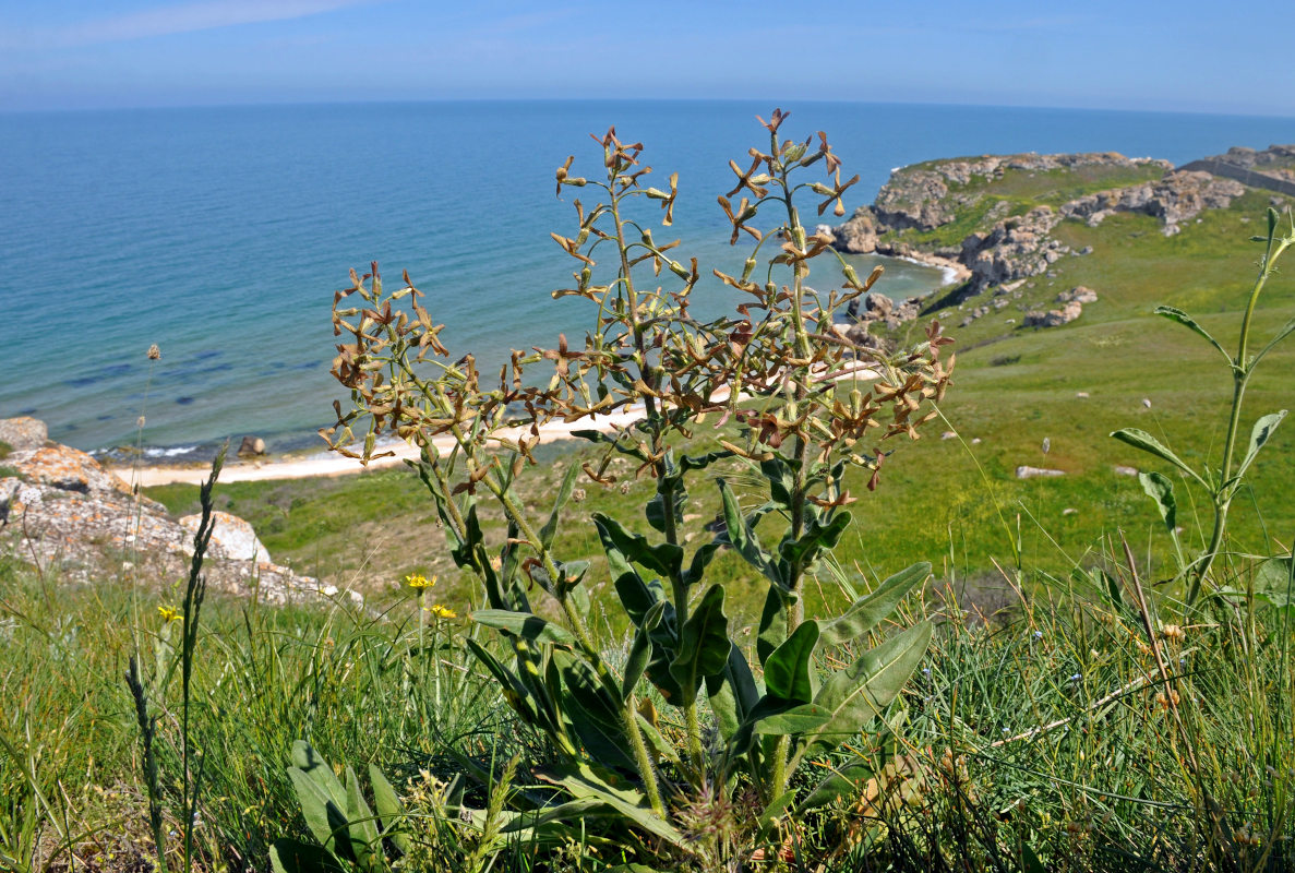 Image of Hesperis tristis specimen.