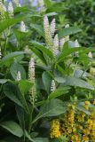 Phytolacca acinosa