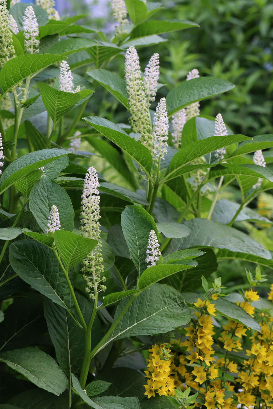 Image of Phytolacca acinosa specimen.