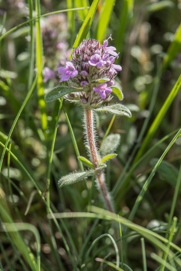 Изображение особи Thymus markhotensis.