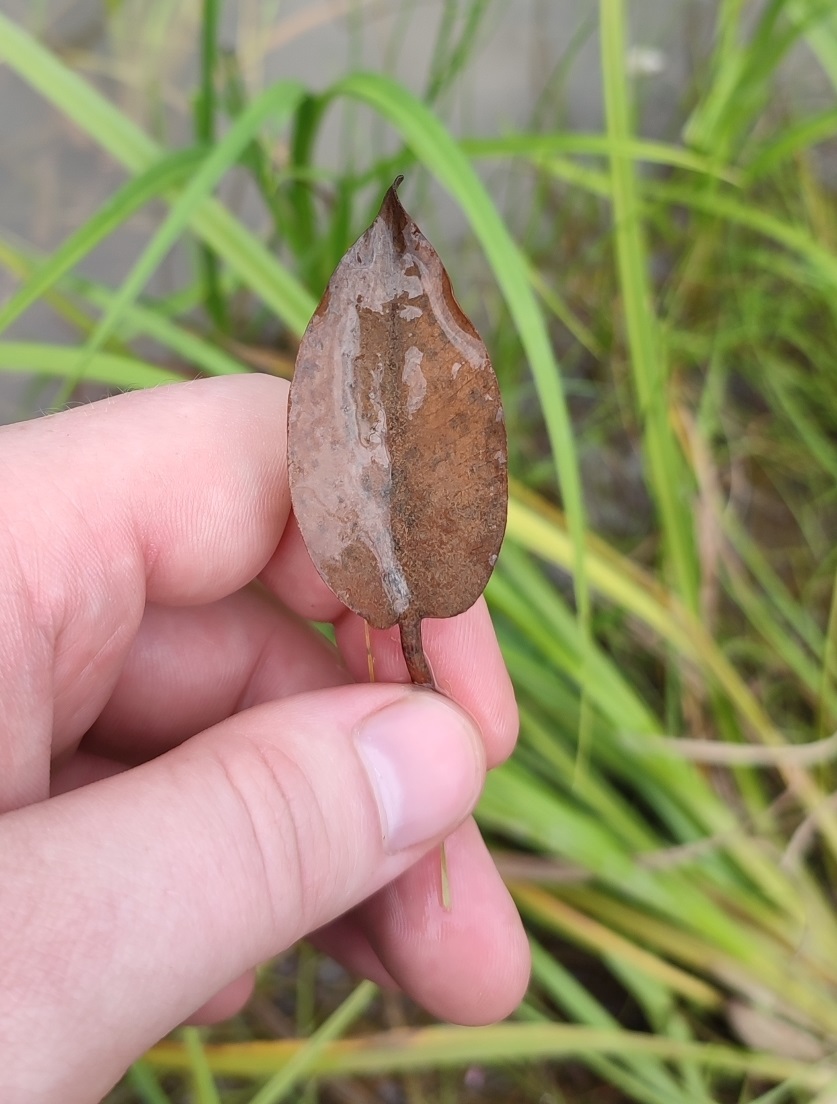 Image of Alisma plantago-aquatica specimen.