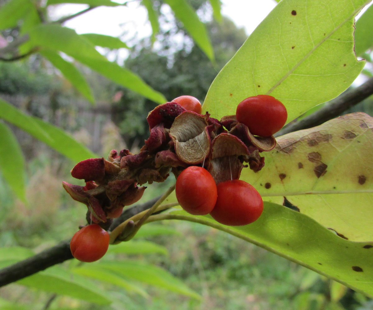 Image of Magnolia salicifolia specimen.